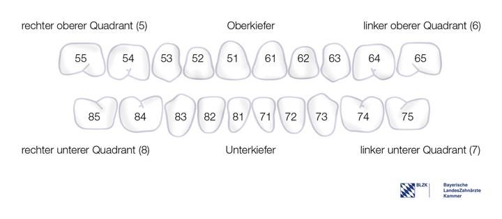 Wissenswertes über das Kindergebiss: Alle Zähne haben Nummern.