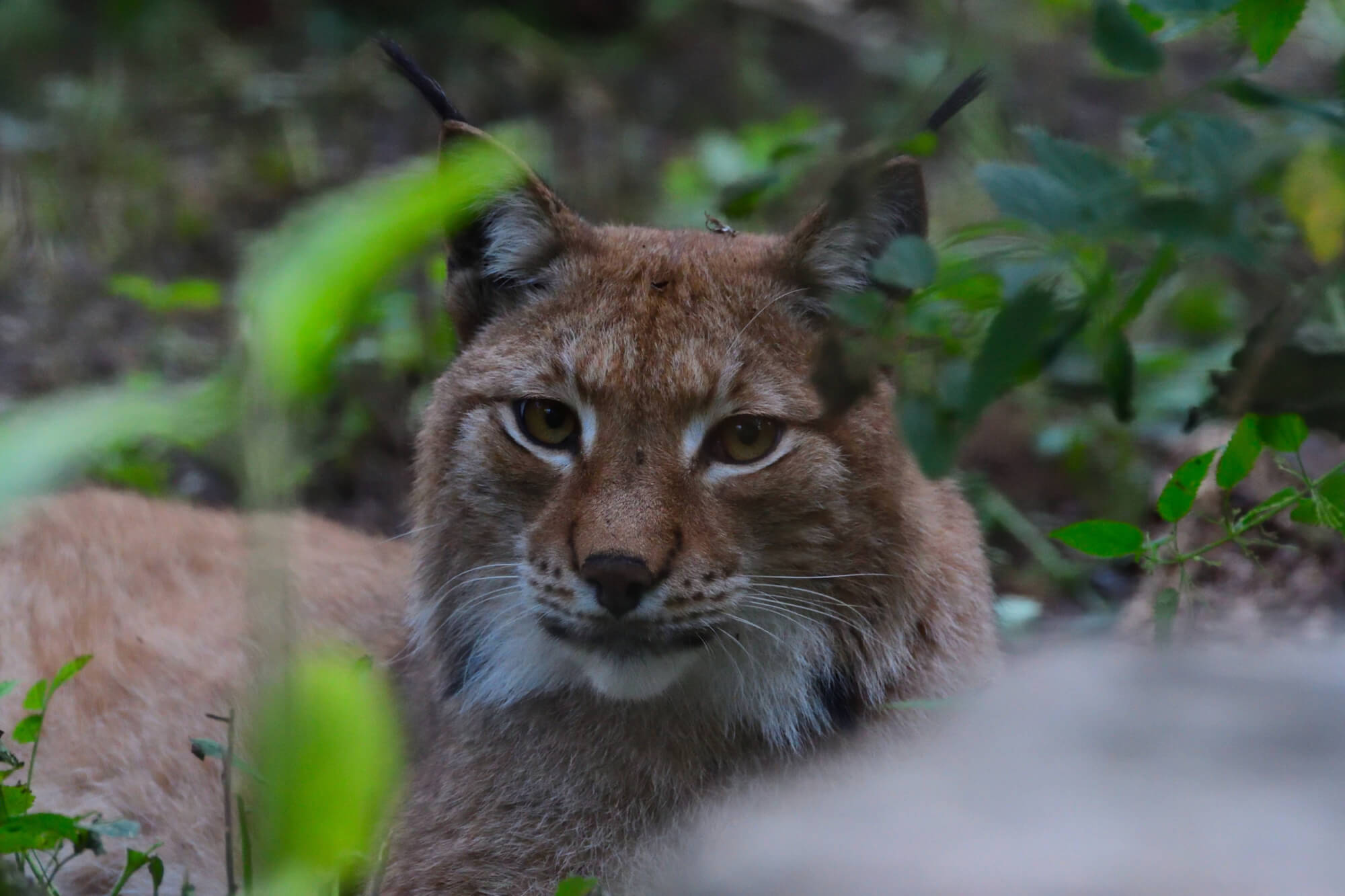 Patenschaft für den Nordluchs im Tierpark Hellabrunn