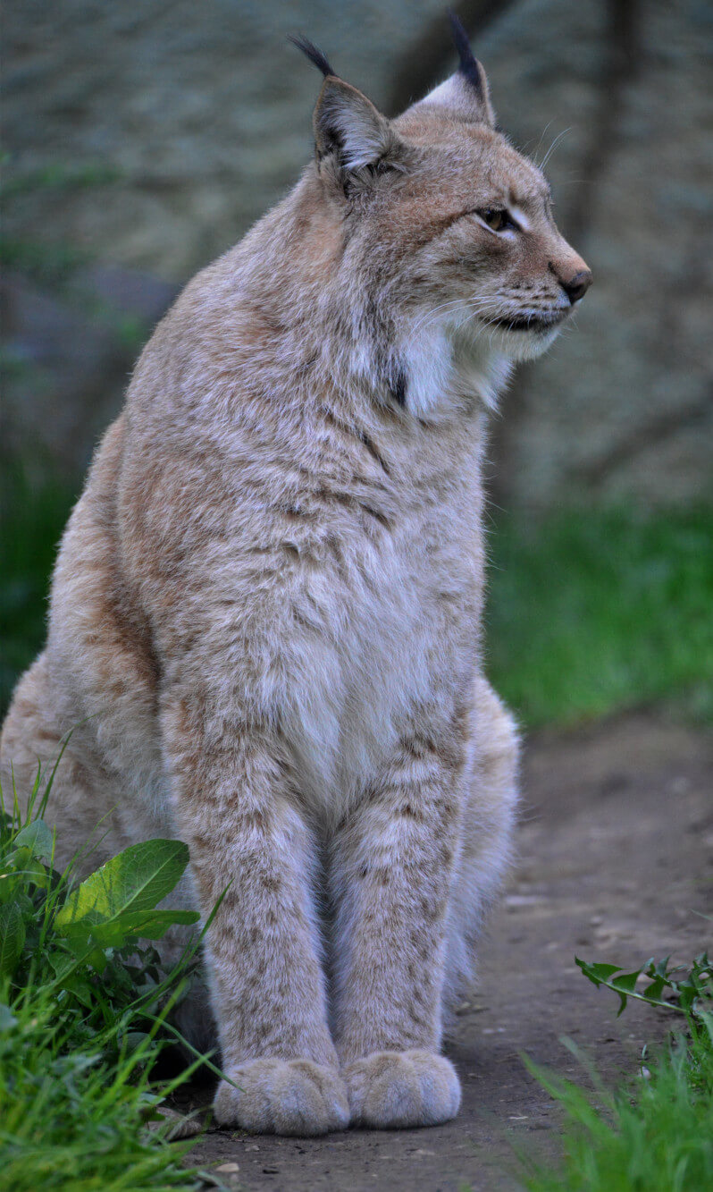 Patenschaft für den Nordluchs im Tierpark Hellabrunn