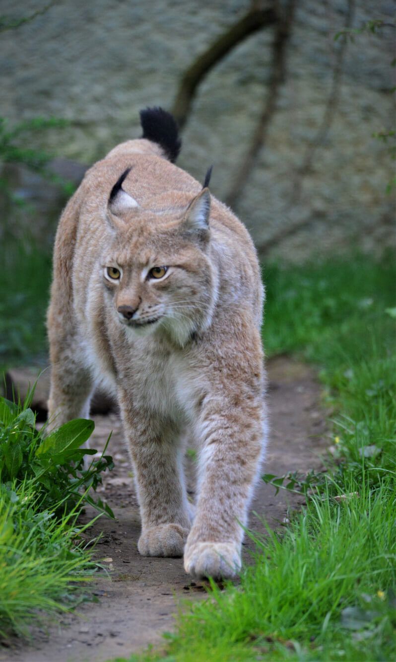 Patenschaft für den Nordluchs im Tierpark Hellabrunn